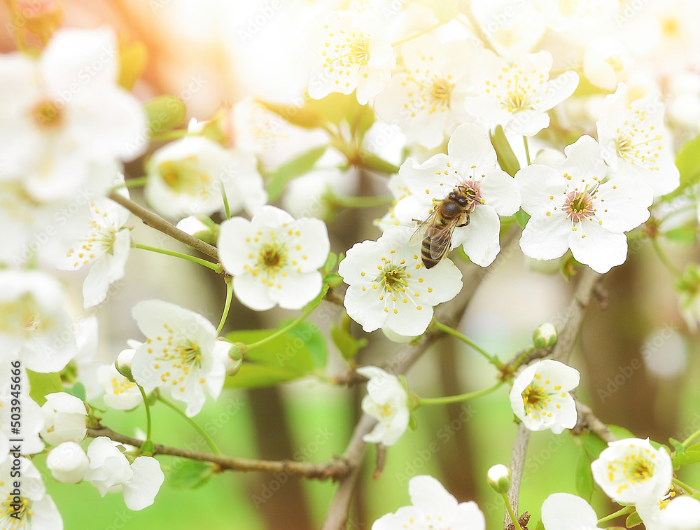 The bee sits on a flower of a bush blossoming cherry tree and pollinates him . Spring beautiful background.