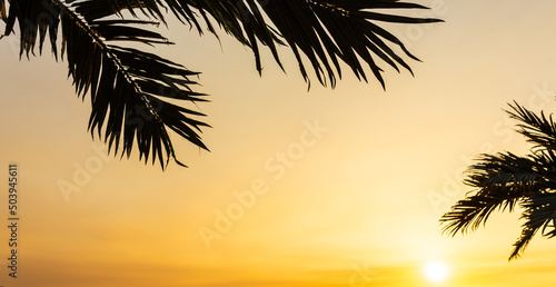 Palm leaves and sun  tropical beautiful sunset