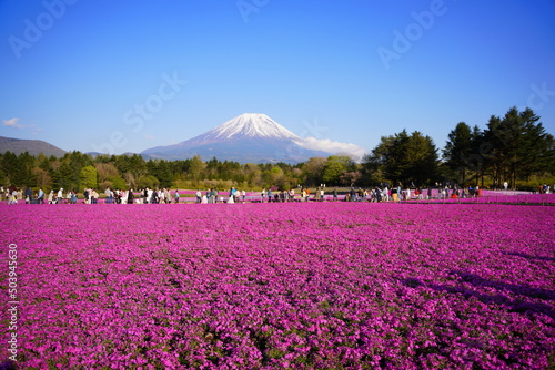 Fototapeta Naklejka Na Ścianę i Meble -  日本の山梨県　富士山麓の芝桜の公園から富士山を眺める