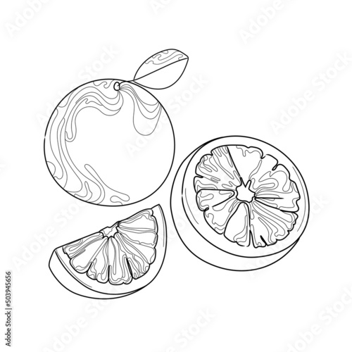 Fototapeta Naklejka Na Ścianę i Meble -  Line art orange on white background vector illustration.Orange whole and slices in abstract contour style.Black and white skets fruit,Trendy icon,emblem,logo,design