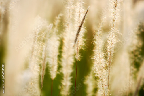 reeds flower