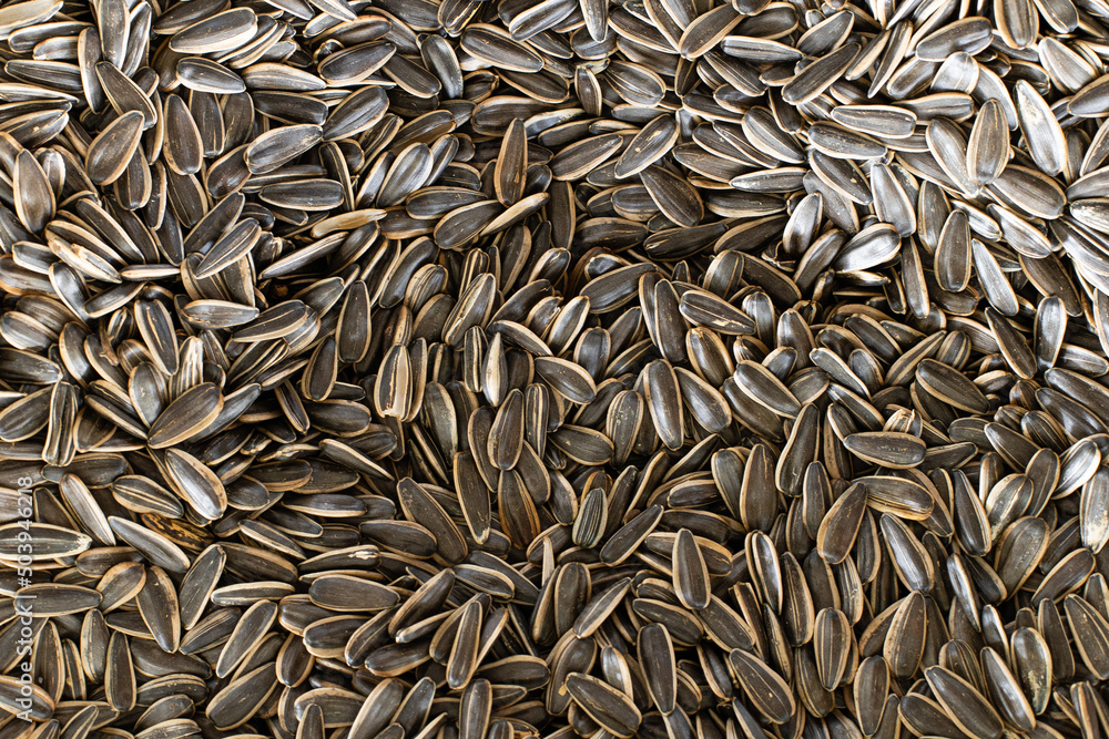 Black sunflower seeds texture, panoramic view background