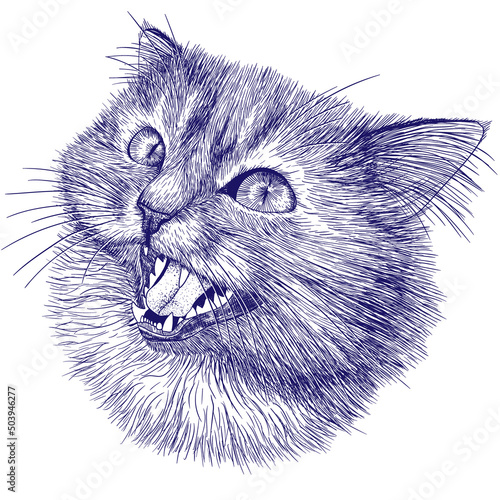 Vector illustration of a muzzle of a fluffy cat in the style of engraving