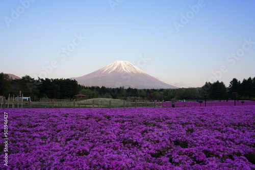 Fototapeta Naklejka Na Ścianę i Meble -  日本の山梨県　富士山麓の芝桜の公園と夕焼けの富士山