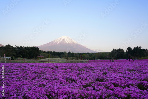 日本の山梨県 富士山麓の芝桜の公園と夕焼けの富士山