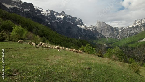 Wallpaper Mural Sheep grazing green fresh grass on pasture and shepherd dog sitting, background of Alps mountains Torontodigital.ca