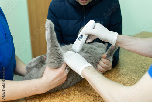 Vet does an ultrasound cat in clinic