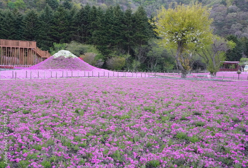 Fototapeta Naklejka Na Ścianę i Meble -  日本の山梨県　富士山麓の公園　春の美しい芝桜