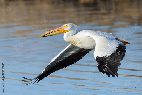Migratory birds in Colorado. American White Pelican in flight. © Gary