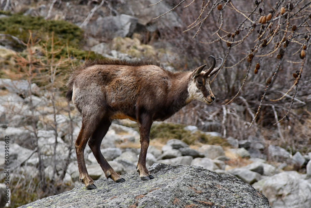 The chamois wanders wearily among the rocks of the mountain The chamois wanders wearily among the rocks of the mountain