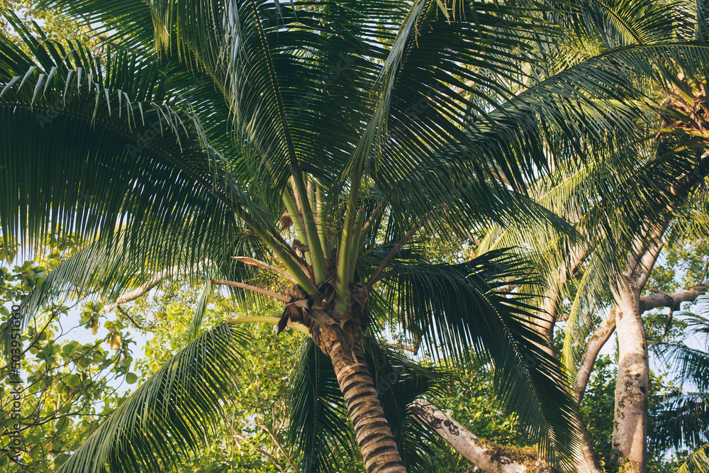 Fototapeta premium palm 