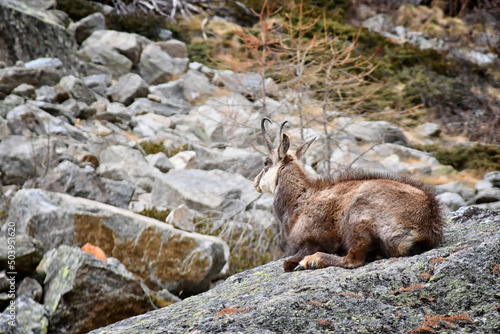 The chamois wanders wearily among the rocks of the mountain
