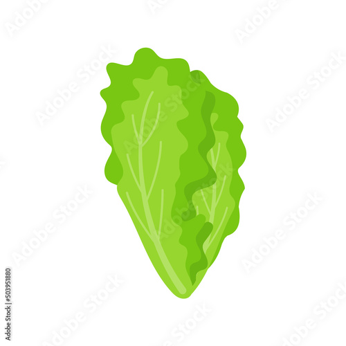 Lettuce. Green leafy vegetables for a healthy salad.