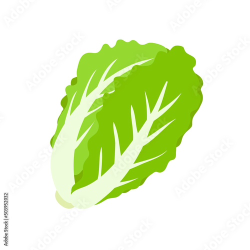 Lettuce. Green leafy vegetables for a healthy salad.