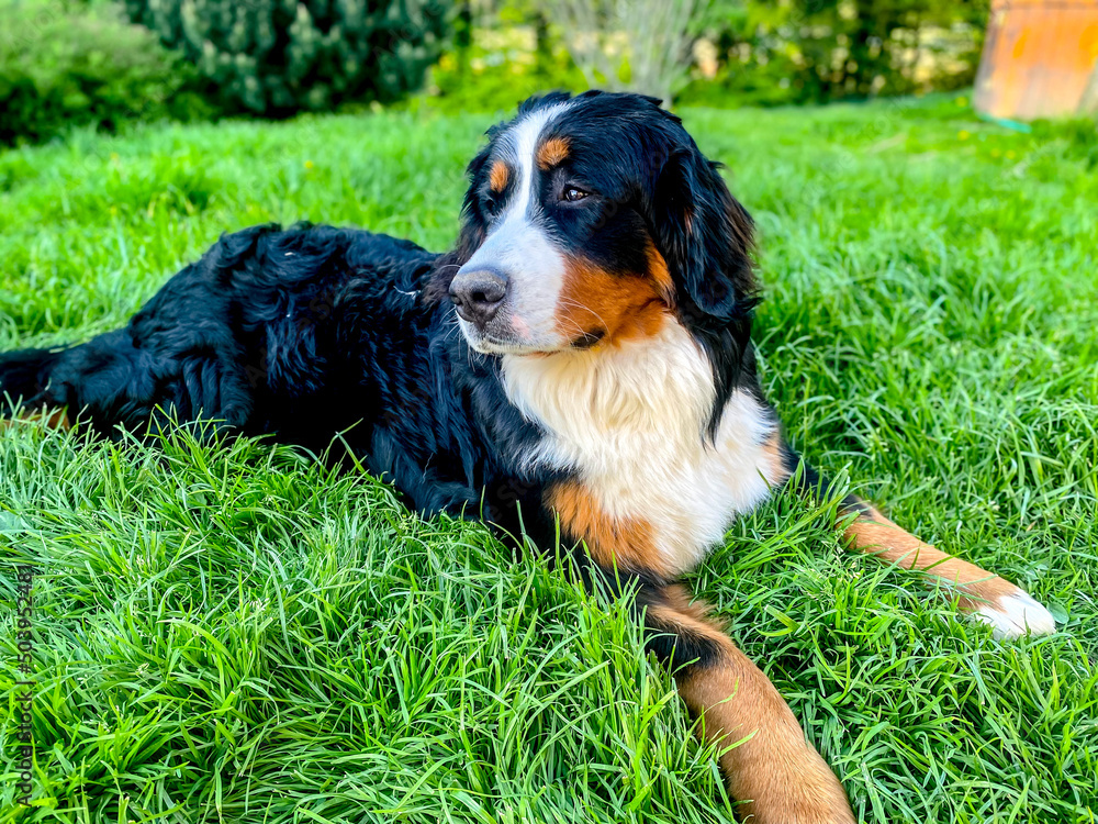 Bernese Mountain Dog lying on the grass in the spring garden.
