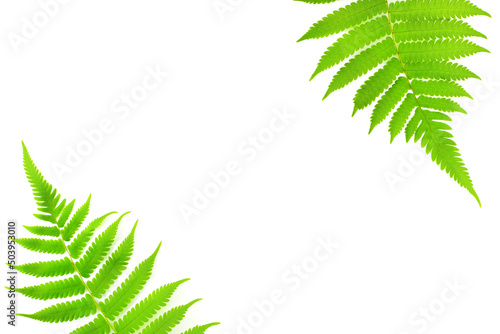 Green fern leaves isolated on white background with copy space.