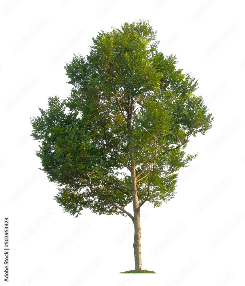 Fototapeta premium Beautiful tree isolated on white background. Suitable for use in architectural design or Decoration work.