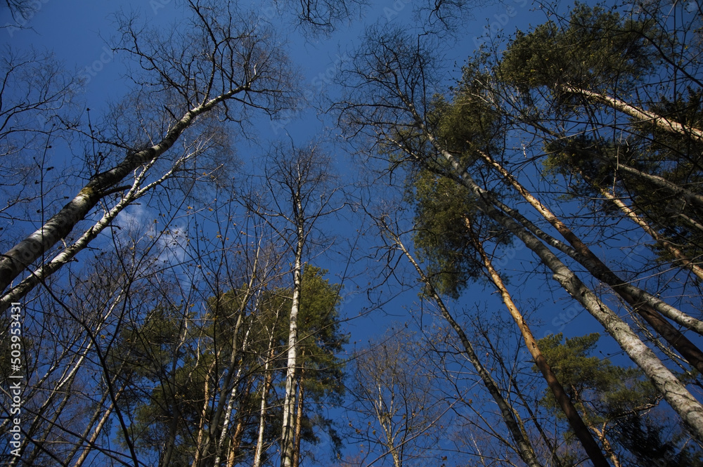 Fototapeta premium Spring in the forest with birch trees and deep blue sky above