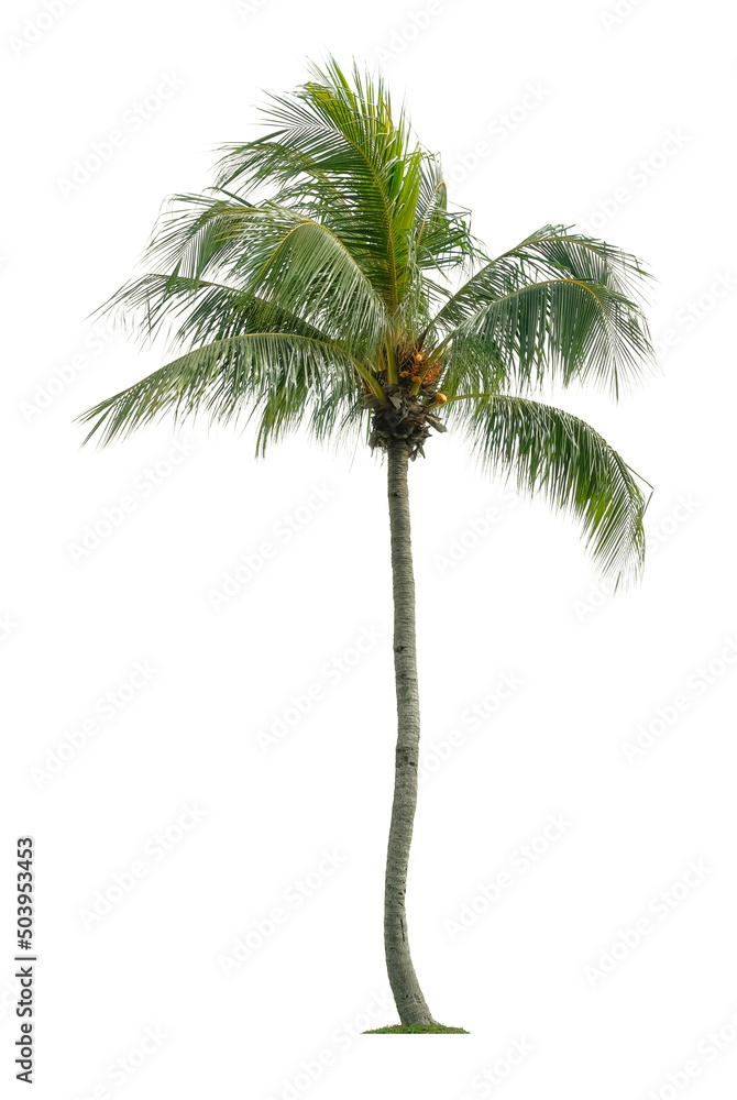 Fototapeta premium Beautiful coconut palm tree isolated on white background. Suitable for use in architectural design or Decoration work.