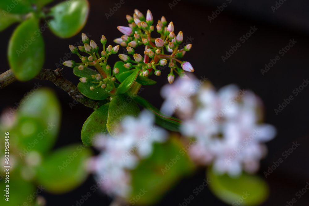 succlent plants in blossom outdoors succlent plants in blossom outdoors