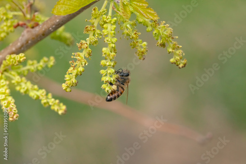 Honey bee collects pollen from a flowering mulberry tree in spring