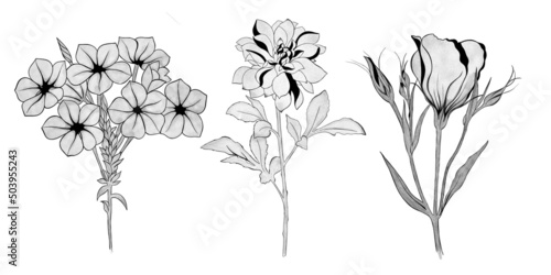 Set set of flowers bouquet of hydrangea, chrysanthemum and eustoma. Hand-draw...