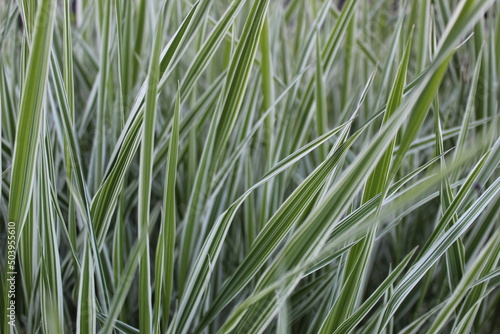 variegated grass