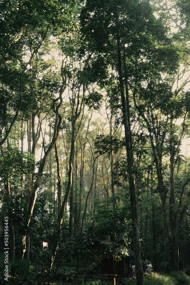 forest at Dago Pakar, Processed with VSCO with a3 preset forest at Dago Pakar, Processed with VSCO with a3 preset
