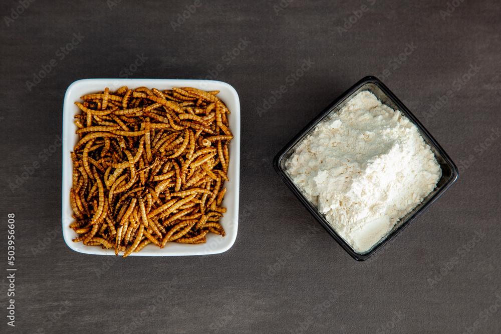 Snack insects. Mealworm larvae as food and a bowl with flour. Mealworms