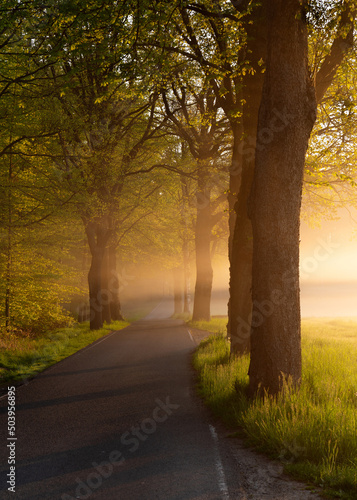 Dawn in the forest. Fairy mist with sunbeams among tree crowns. Road
