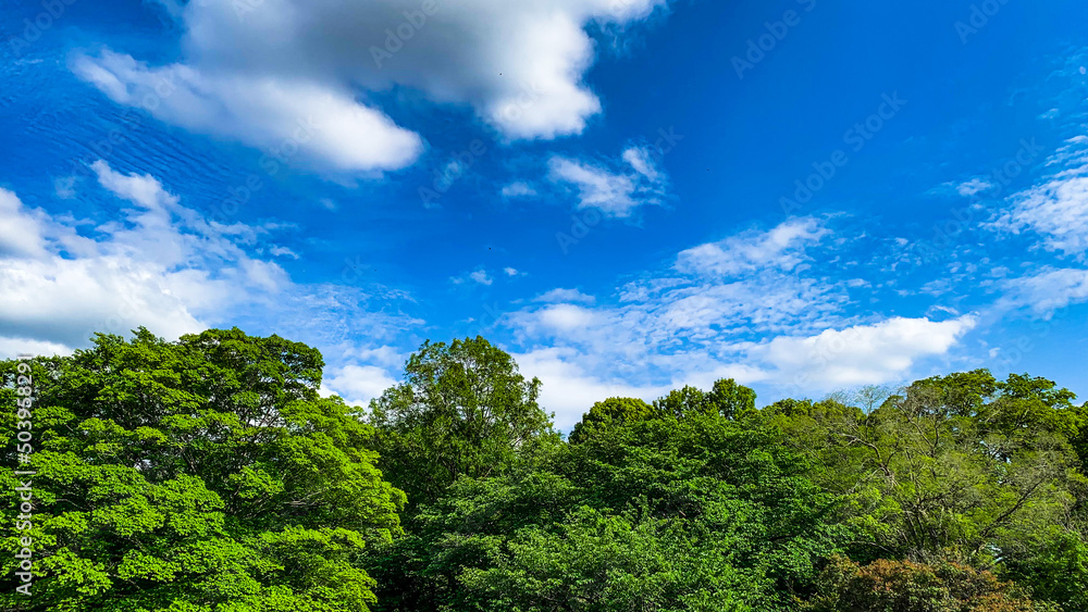 さわやかな青空と雲と樹木の写真素材　背景