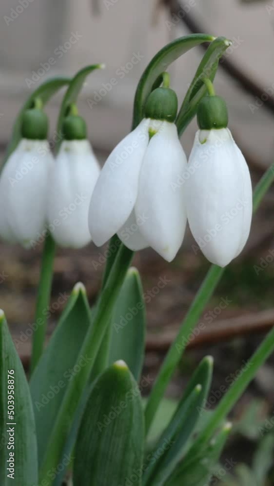 Small white spring flowers snowdrop or common snowdrop Galanthus nivalis. Small white spring flowers snowdrop or common snowdrop Galanthus nivalis.