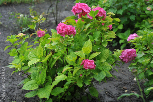 Raspberry hydrangea flowering bushes with green leaves  in the garden after the rain. Growing  plants and flowers or landscaping concept. 