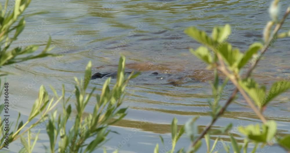 Fish spawning in the river. Close-up shot. Fish spawning in the river. Close-up shot.