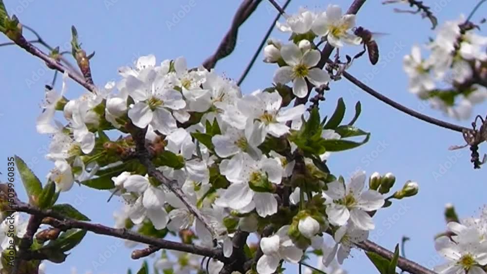 Flowering tree branches sway against the blue sky. Bees come, sit on flowers, then fly away. Blooming cherry. Close-up. Flowering tree branches sway against the blue sky. Bees come, sit on flowers, then fly away. Blooming cherry. Close-up.