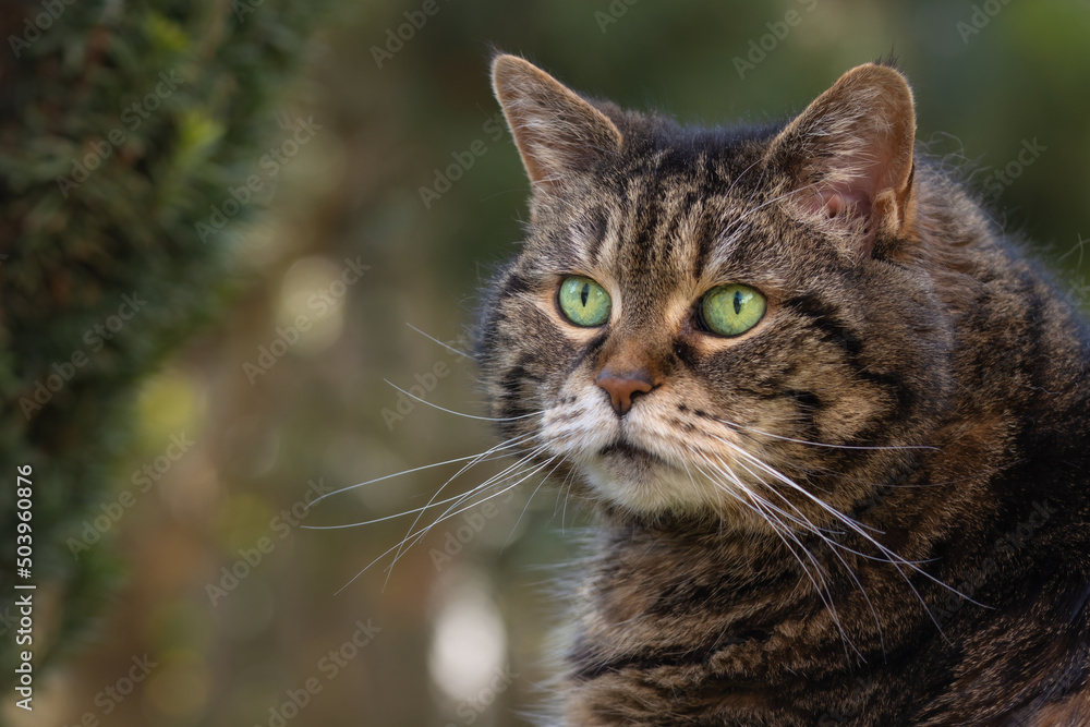 Portrait of a beautiful tabby cat with big green eyes in a dreamy garden scenery Portrait of a beautiful tabby cat with big green eyes in a dreamy garden scenery