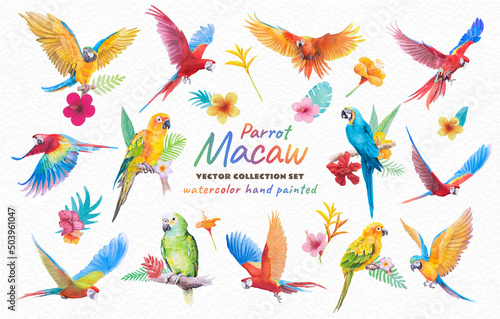 Collection Beautiful Bird parrot Macaw and paradise flower of leaf hand painted watercolor on paper texture white background