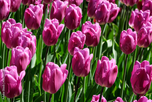 Bright lilac blooming tulips
