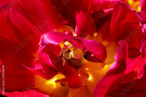 Bright red blooming tulips