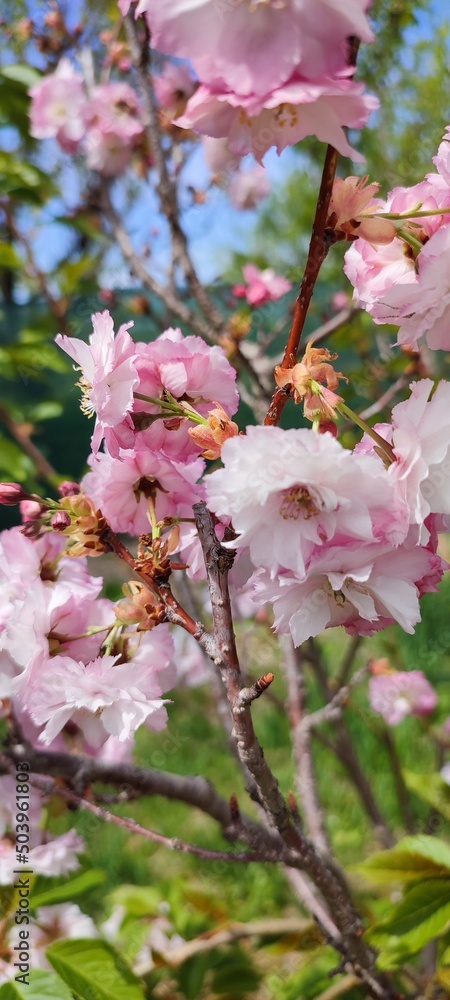 Fototapeta premium pink blossom