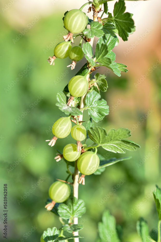 Fresh green gooseberries in the garden. Growing organic berries closeup on a branch of gooseberry bush