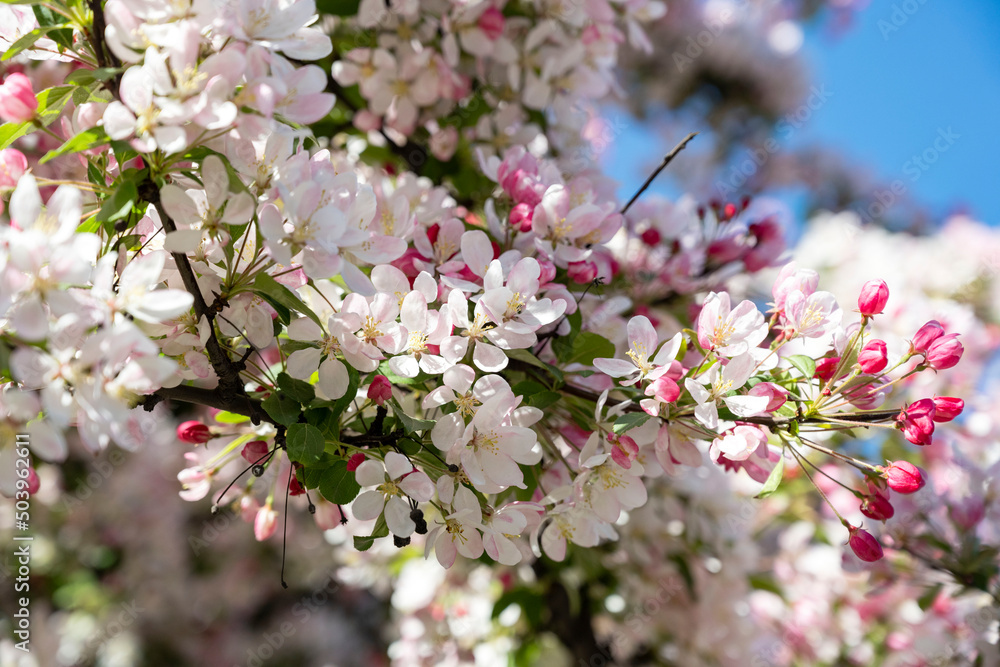 blooming apple tree close-up in spring blooming apple tree close-up in spring