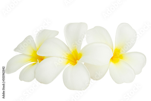 Blooming yellow - white frangipani or plumeria rubra flowers isolated on white background, clipping path.