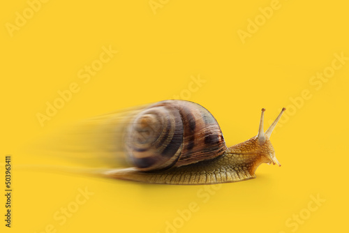 Snail moving fast on yellow background with copy space. photo