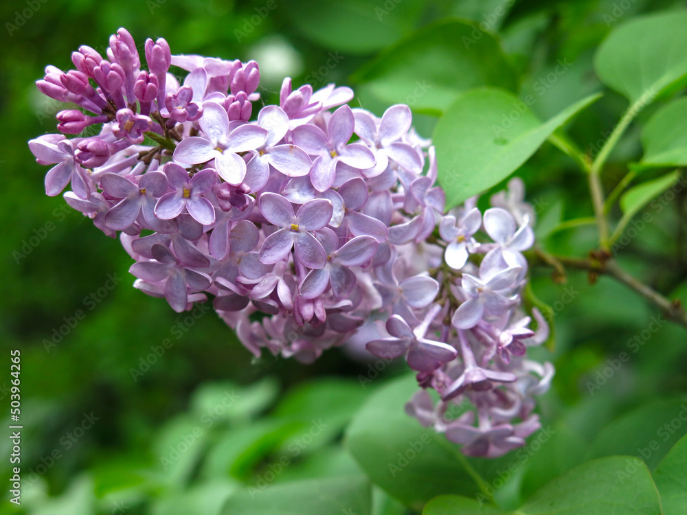 lush branches of purple lilac bloom in spring lush branches of purple lilac bloom in spring