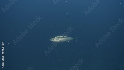 Two Dogtooth Tuna (Gymnosarda unicolor) swimming next to the reef, underwater scene.