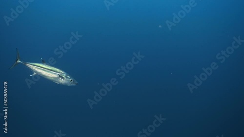 Dogtooth tuna (Gymnosarda unicolor) swimming alone in the blue, underwater scene marine life