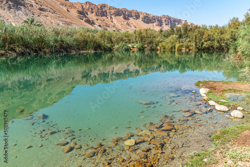 An oasis near the Dead Sea. A tropical nature reserve in the desert. Einot Tsukim, Ein Feshkha. High quality photo