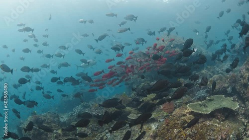 Underwater landscape, hundreds of schooling fish on coral reef and Giant Trivially passing on the back