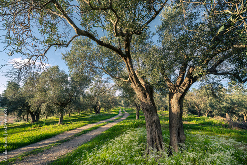 Amazing olive trees garden during spring in Turkey at sunny bright afternoon, blue sky, light clouds, fresh green grass, road and relax.